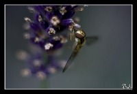 escargot_1