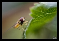 mouche2