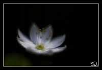 fleur_1