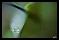 goutte_5