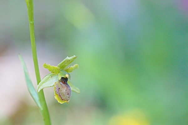 IMG_6653_petit